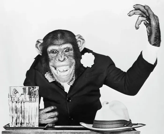 Framed Print : Bonzo the Chimp Campaigning Framed Print : Bonzo the Chimp Campaigning