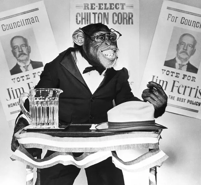 Framed Print : Bonzo the Chimp Campaigning Framed Print : Bonzo the Chimp Campaigning