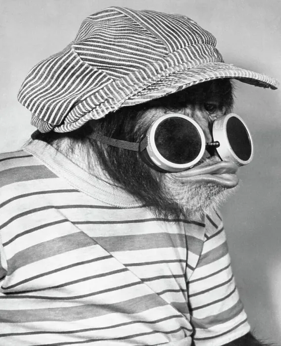 Framed Print : Bonzo Wearing Train Engineer Hat and Goggles Framed Print : Bonzo Wearing Train Engineer Hat and Goggles