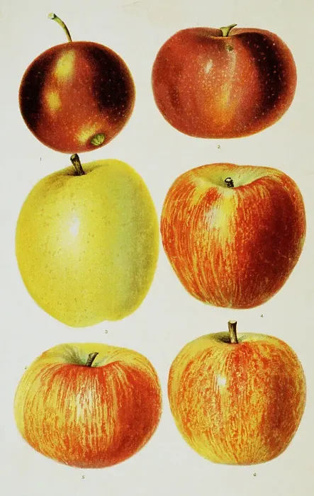 Framed Print : Book Illustration of Apples by Julius Bien Framed Print : Book Illustration of Apples by Julius Bien