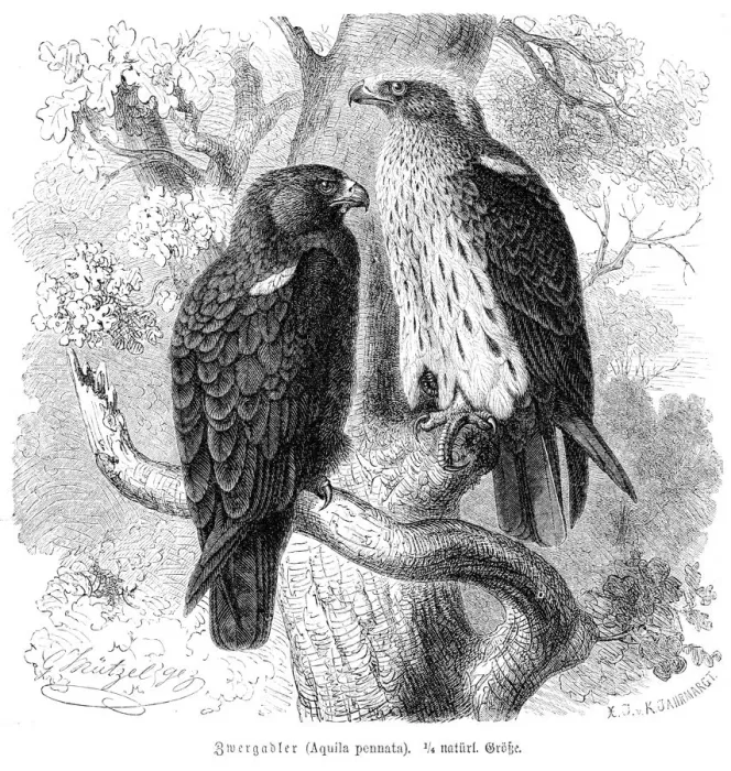 Framed Print : Booted eagle engraving 1892 Framed Print : Booted eagle engraving 1892