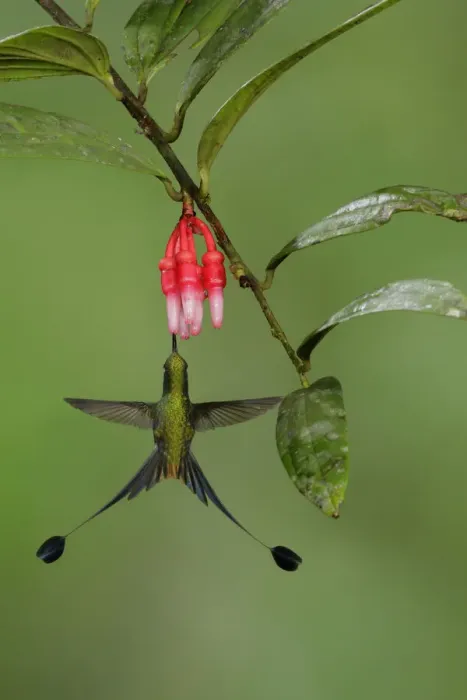 Framed Print : Booted Racket-tail Framed Print : Booted Racket-tail