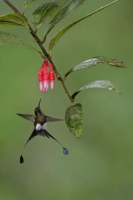 Framed Print : Booted Racket-tail Framed Print : Booted Racket-tail