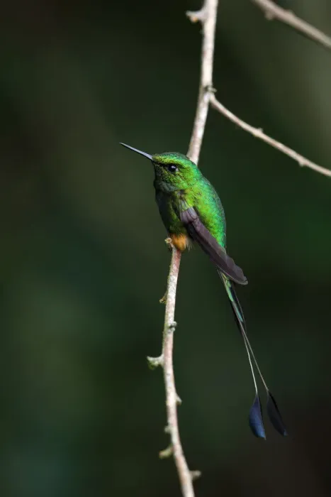 Framed Print : Booted Racket-tail Framed Print : Booted Racket-tail