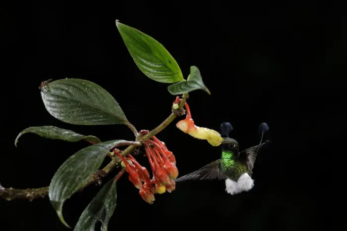 Framed Print : Booted Racket-tail Framed Print : Booted Racket-tail