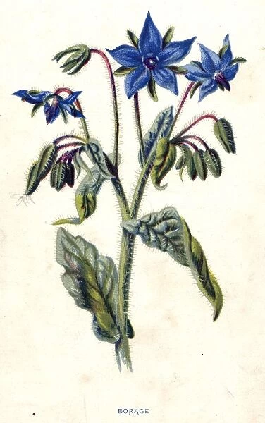 Borage. circa 1800: The blue flowers and feathery stems of the borage plant