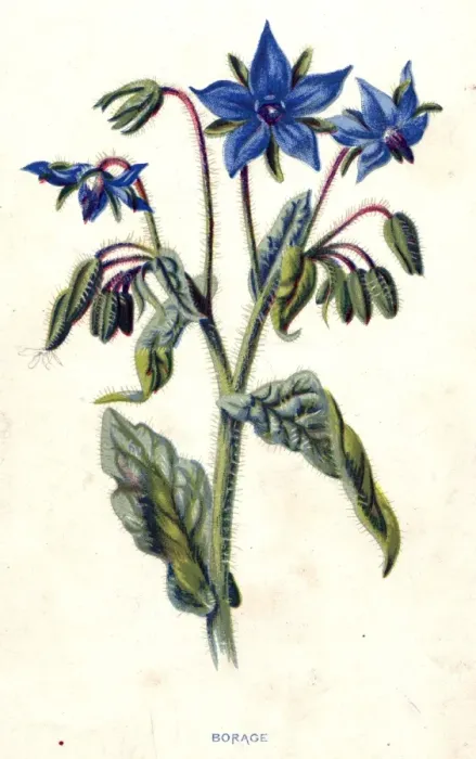 Framed Print : Borage. circa 1800: The blue flowers and feathery stems of the borage plant