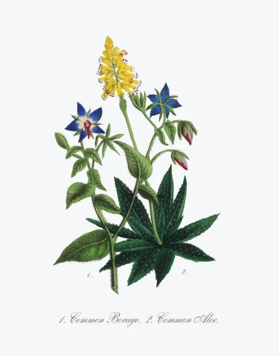 Framed Print : Borage and Aloe Victorian Botanical Illustration Framed Print : Borage and Aloe Victorian Botanical Illustration