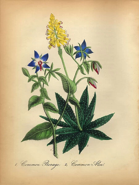 Borage and Aloe Victorian Botanical Illustration