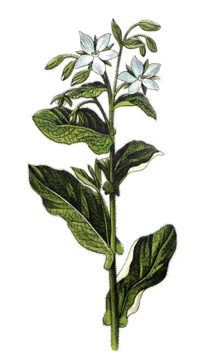 Framed Print : Borage (Borago officinalis), also known as a starflower Framed Print : Borage (Borago officinalis), also known as a starflower