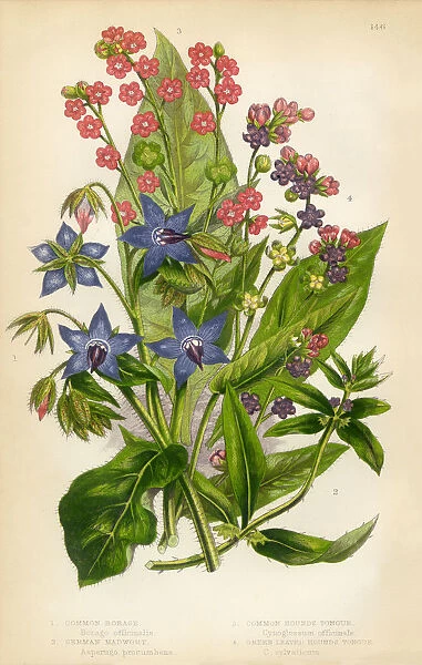 Borage, Comfrey, Madwort, Asperugo, Houndstounge, Victorian Botanical Illustration