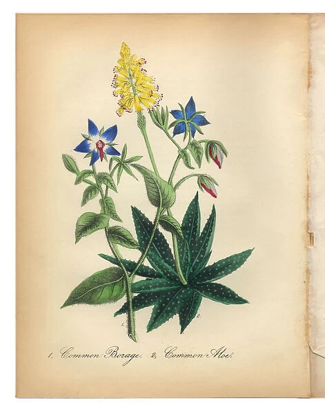 Borage and Common Aloe Victorian Botanical Illustration