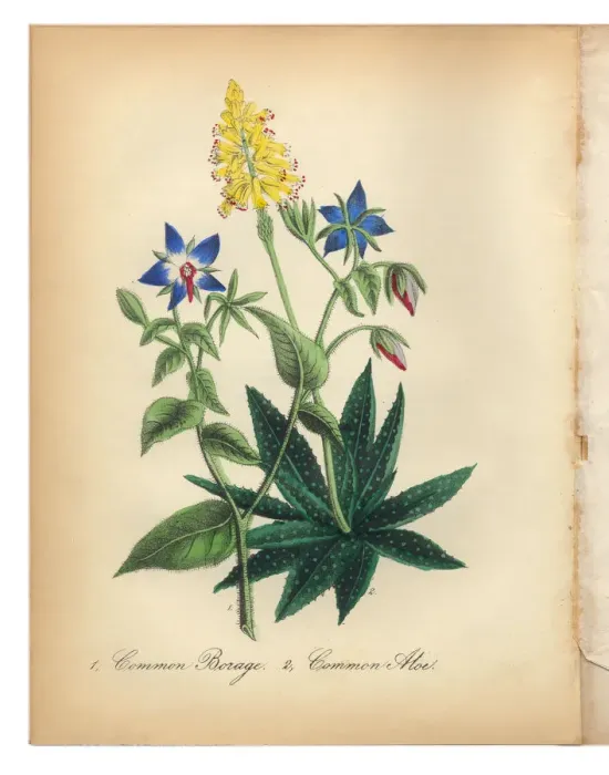 Framed Print : Borage and Common Aloe Victorian Botanical Illustration Framed Print : Borage and Common Aloe Victorian Botanical Illustration
