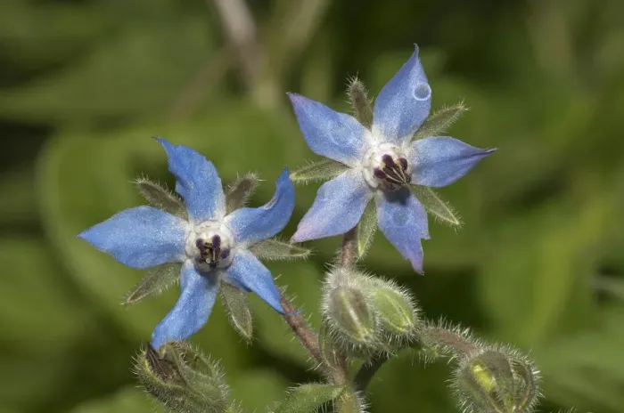 Framed Print : Borage or Starflower -Borago officinalis-, Baden-Wuerttemberg, Germany Framed Print : Borage or Starflower -Borago officinalis-, Baden-Wuerttemberg, Germany