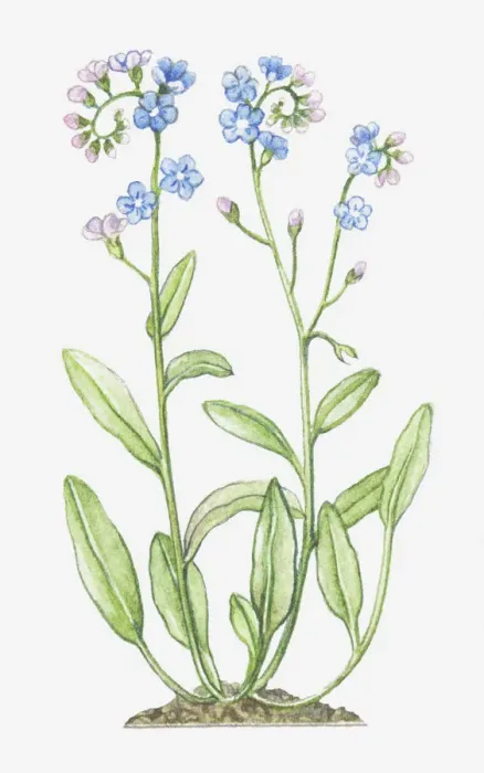 Framed Print : boraginaceae, blue, botany, cut out, flower, foliage, forget-me-not, leaf, myosotis Framed Print : boraginaceae, blue, botany, cut out, flower, foliage, forget-me-not, leaf, myosotis