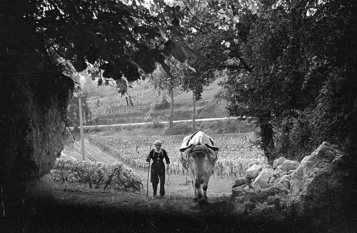 Framed Print : Bordeaux. 19th October 1946: A French vineyard worker Framed Print : Bordeaux. 19th October 1946: A French vineyard worker