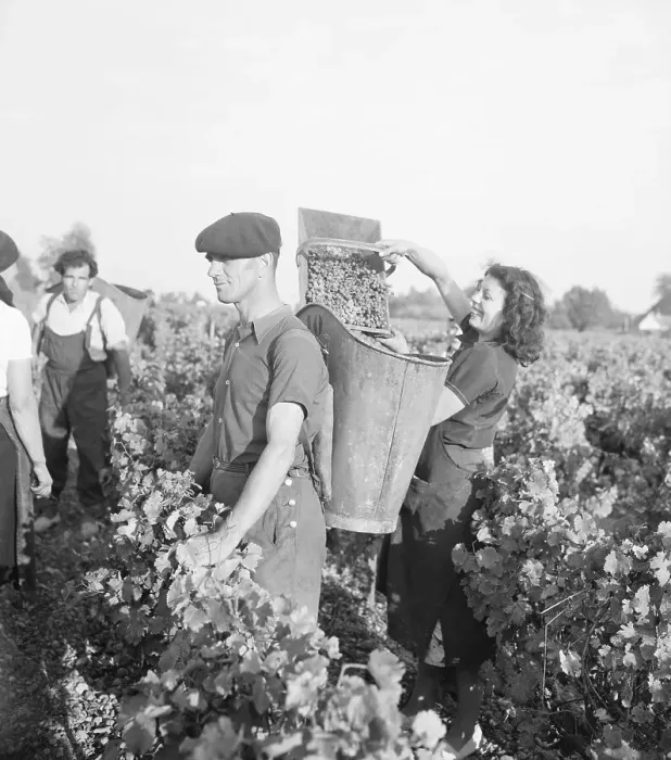 Framed Print : Bordeaux Grape Picking Framed Print : Bordeaux Grape Picking