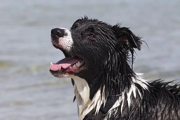 Border Collie cross-breed, wet from swimming in water, portrait