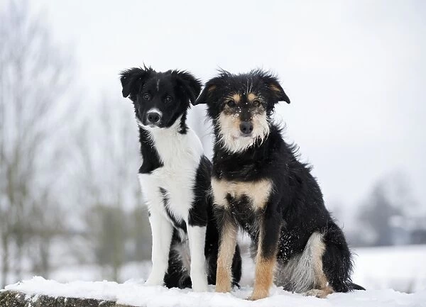 Border Collie puppy, 4 months, sitting on snow-covered rocks with a mixed-breed dog, Satteldorf, Hohenlohe, Baden-Wurttemberg, Germany