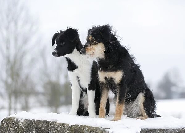 Border Collie puppy, 4 months, sitting on snow-covered rocks with a mixed-breed dog, Satteldorf, Hohenlohe, Baden-Wurttemberg, Germany