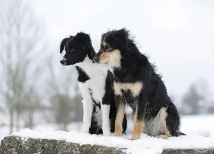 Framed Print : Border Collie puppy, 4 months, sitting on snow-covered rocks with a mixed-breed dog, Satteldorf, Hohenlohe, Baden-Wurttemberg, Germany