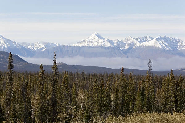 Boreal forest, St. Elias Mountains, Kluane National Park and Reserve, from Alaska Highway, Yukon Territory, Canada