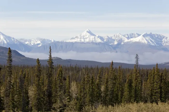 Framed Print : Boreal forest, St. Elias Mountains, Kluane National Park and Reserve, from Alaska Highway, Yukon Territory, Canada