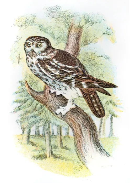 Framed Print : Boreal owl engraving 1896 Framed Print : Boreal owl engraving 1896