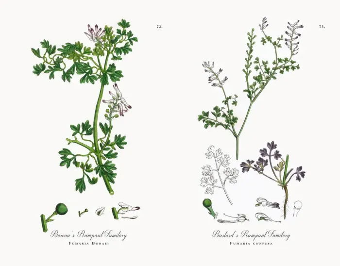 Framed Print : Boreauas Rampant Fumitory, Fumaria Boraei, Victorian Botanical Illustration, 1863 Framed Print : Boreauas Rampant Fumitory, Fumaria Boraei, Victorian Botanical Illustration, 1863