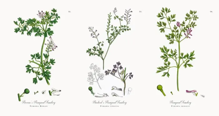 Framed Print : Boreauas Rampant Fumitory, Fumaria Boraei, Victorian Botanical Illustration, 1863 Framed Print : Boreauas Rampant Fumitory, Fumaria Boraei, Victorian Botanical Illustration, 1863
