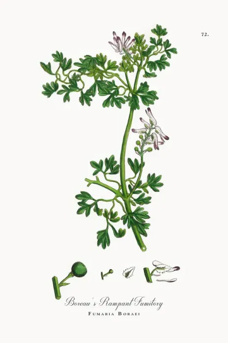 Framed Print : Boreauas Rampant Fumitory, Fumaria Boraei, Victorian Botanical Illustration, 1863 Framed Print : Boreauas Rampant Fumitory, Fumaria Boraei, Victorian Botanical Illustration, 1863