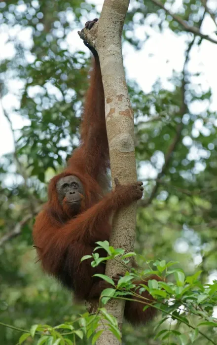 Framed Print : Bornean Orangutan -Pongo pygmaeus-, Tanjung Puting National Park, Central Kalimantan, Borneo, Indonesia Framed Print : Bornean Orangutan -Pongo pygmaeus-, Tanjung Puting National Park, Central Kalimantan, Borneo, Indonesia