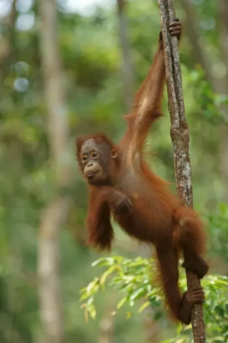 Framed Print : Bornean Orangutan -Pongo pygmaeus-, young, Tanjung Puting National Park, Central Kalimantan, Borneo, Indonesia Framed Print : Bornean Orangutan -Pongo pygmaeus-, young, Tanjung Puting National Park, Central Kalimantan, Borneo, Indonesia