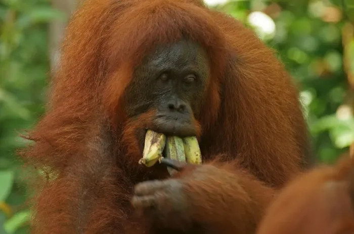 Framed Print : Bornean Orangutan -Pongo pygmaeus-, Tanjung Puting National Park, Central Kalimantan, Borneo, Indonesia Framed Print : Bornean Orangutan -Pongo pygmaeus-, Tanjung Puting National Park, Central Kalimantan, Borneo, Indonesia