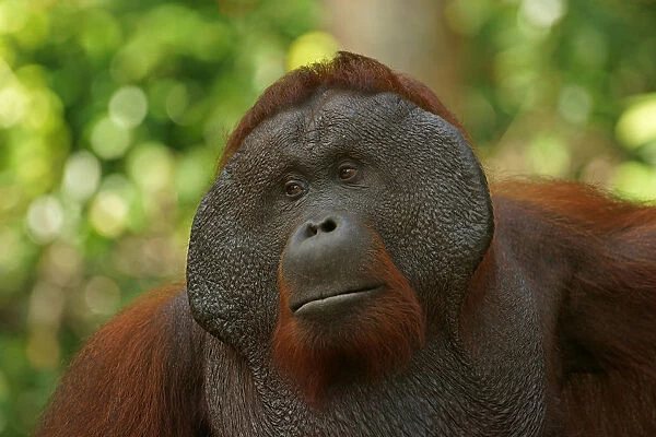Bornean Orangutan -Pongo pygmaeus-, male, Tanjung Puting National Park, Central Kalimantan, Borneo, Indonesia