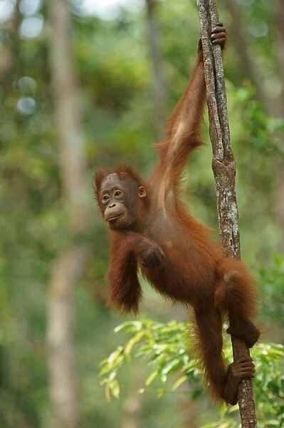 Bornean Orangutan -Pongo pygmaeus-, young, Tanjung Puting National Park, Central Kalimantan, Borneo, Indonesia