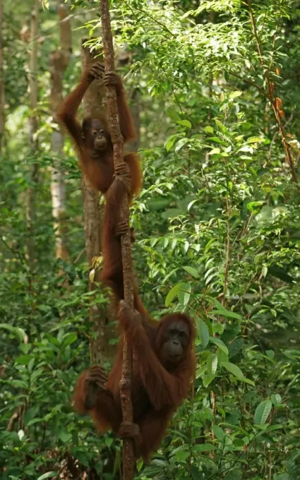 Framed Print : Bornean Orangutans -Pongo pygmaeus-, adult female with young, Tanjung Puting National Park, Central Kalimantan, Borneo, Indonesia Framed Print : Bornean Orangutans -Pongo pygmaeus-, adult female with young, Tanjung Puting National Park, Central Kalimantan, Borneo, Indonesia