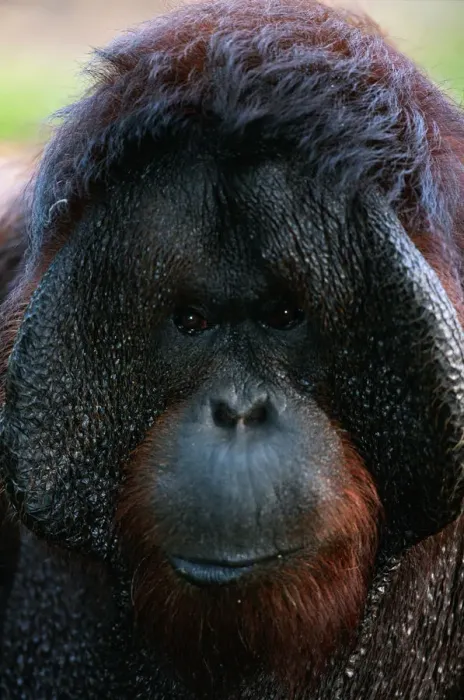 Framed Print : Borneo orang utan (Pongo pygmaeus) close up, captive, Borneo, Indonesia Framed Print : Borneo orang utan (Pongo pygmaeus) close up, captive, Borneo, Indonesia
