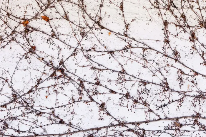 Framed Print : Boston Ivy on a wall in winter Framed Print : Boston Ivy on a wall in winter