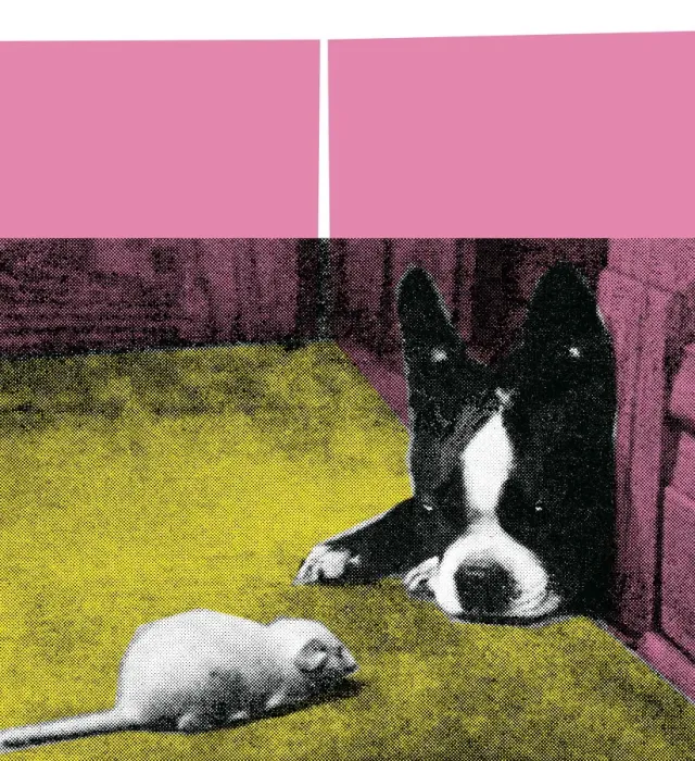 Framed Print : Boston Terrier Framed Print : Boston Terrier