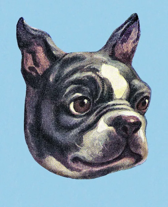 Framed Print : Boston Terrier Framed Print : Boston Terrier