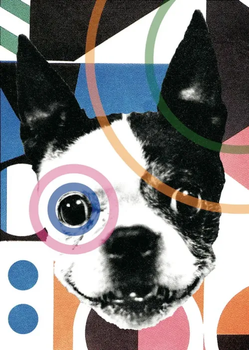 Framed Print : Boston Terrier Framed Print : Boston Terrier