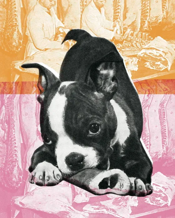 Framed Print : Boston Terrier Framed Print : Boston Terrier