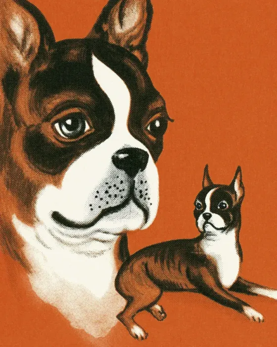 Framed Print : Boston Terrier Framed Print : Boston Terrier