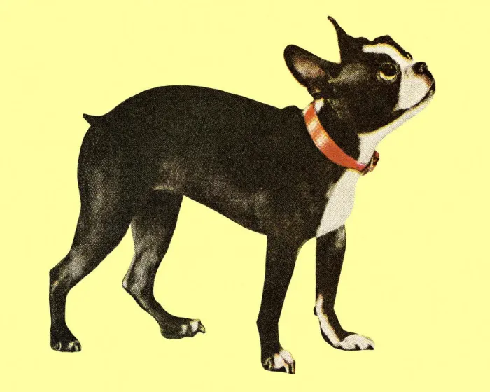 Framed Print : Boston Terrier Framed Print : Boston Terrier