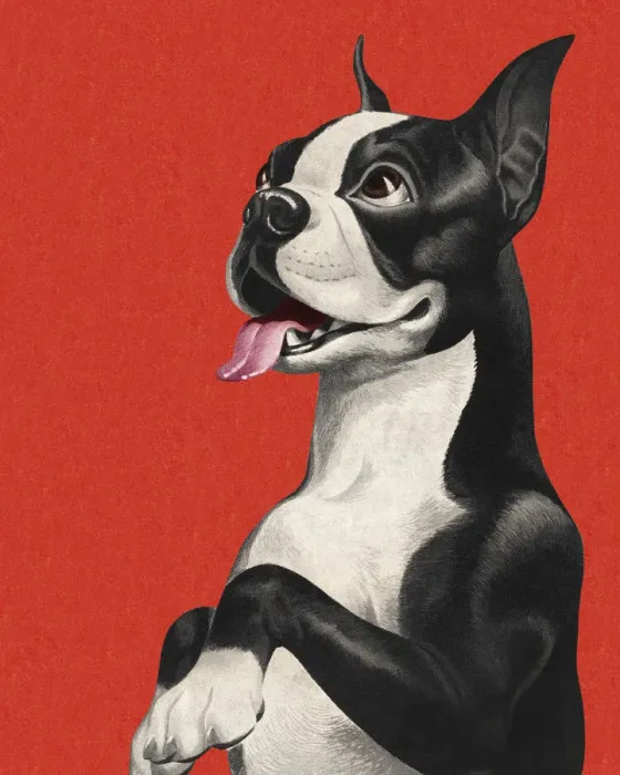 Framed Print : Boston Terrier Begging Framed Print : Boston Terrier Begging