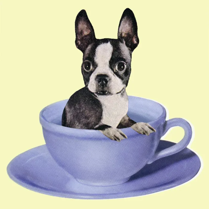 Framed Print : Boston Terrier in a Coffee Cup Framed Print : Boston Terrier in a Coffee Cup