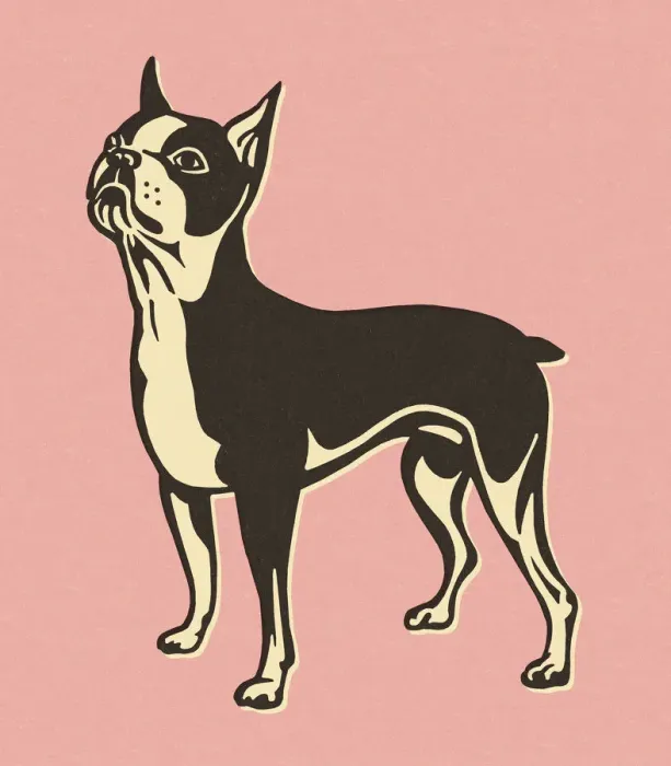 Framed Print : Boston Terrier on Pink Background Framed Print : Boston Terrier on Pink Background