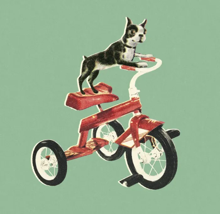 Framed Print : Boston Terrier Riding a Bike Framed Print : Boston Terrier Riding a Bike