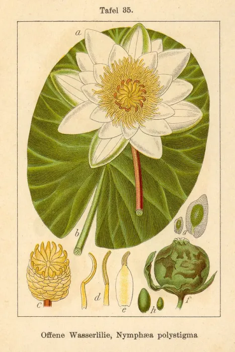 Framed Print : Botanic FiA v05 t35 Nymphaea polystigma Framed Print : Botanic FiA v05 t35 Nymphaea polystigma